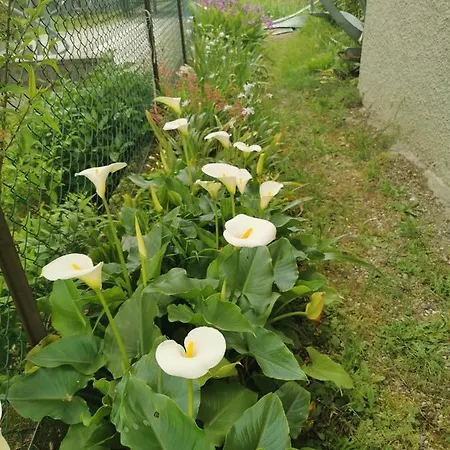 Grandma's Garden House 펜션 안게라