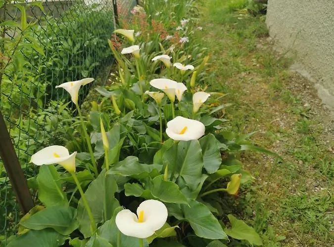 Grandma's Garden House Σπίτι διακοπών Angera